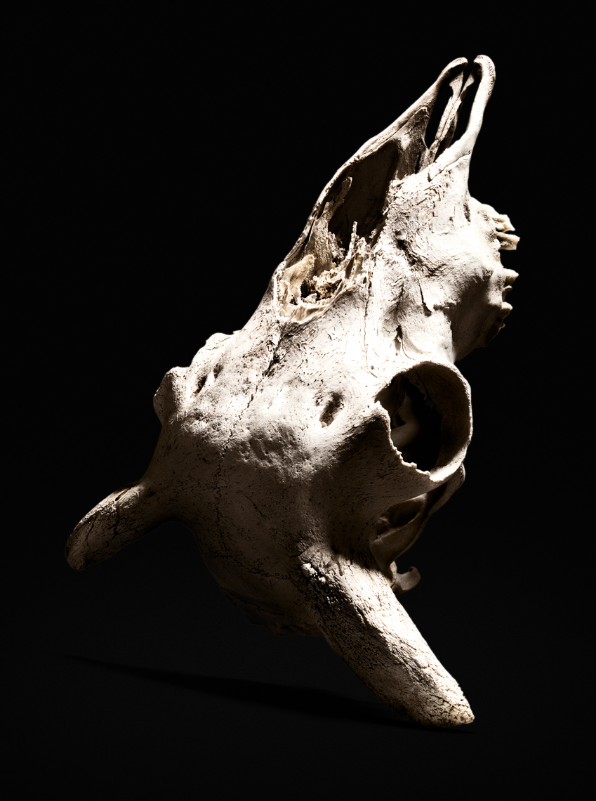 BrentDaniels_RT_Skull_SFW.jpg